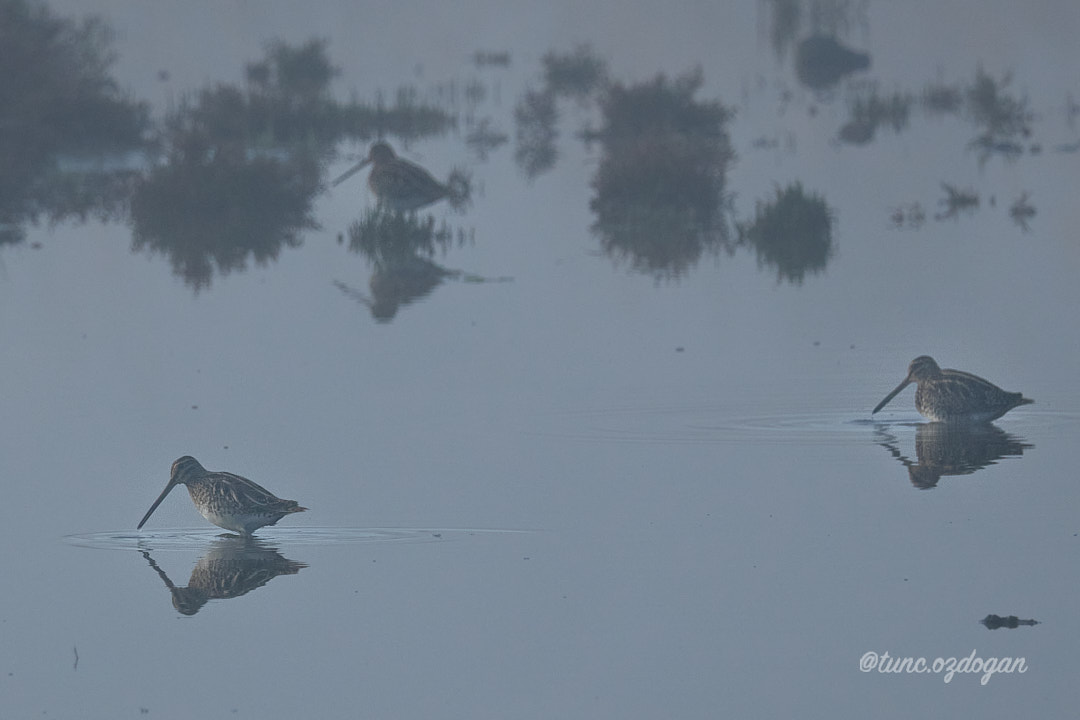 Common Snipe
