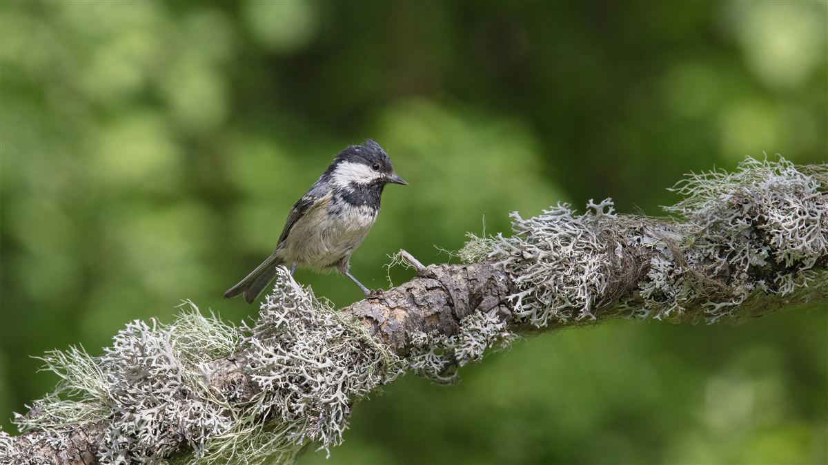 Coal Tit