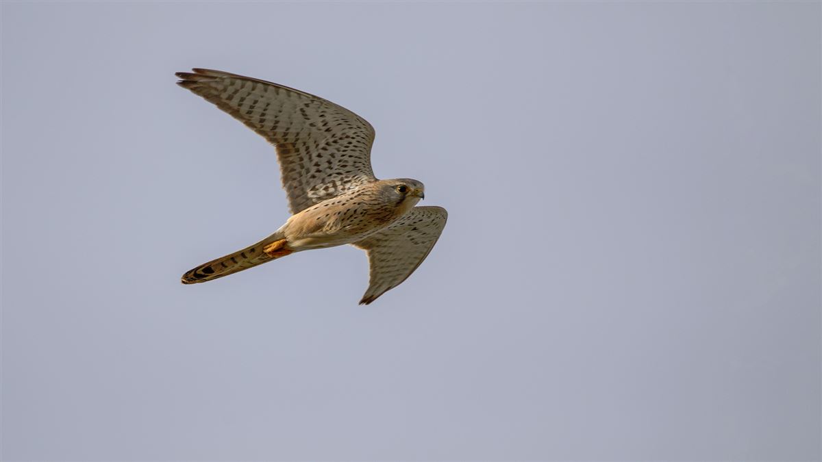 Common Kestrel