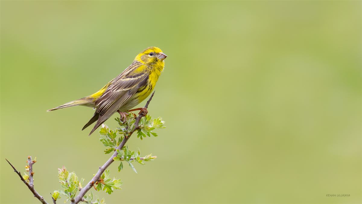 European Serin