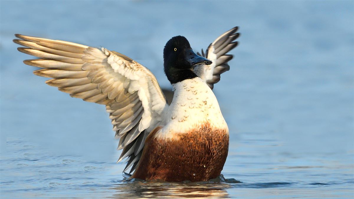 Northern Shoveler