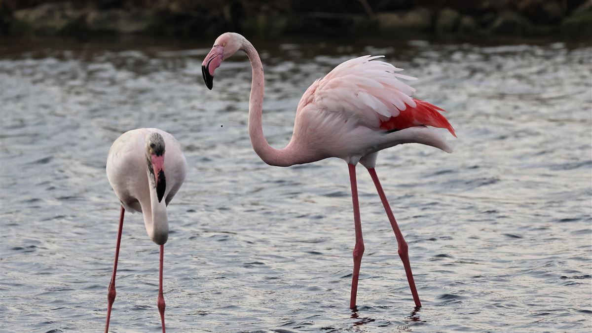Greater Flamingo
