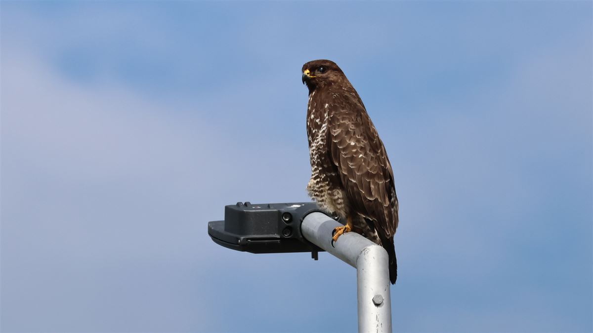 Common Buzzard