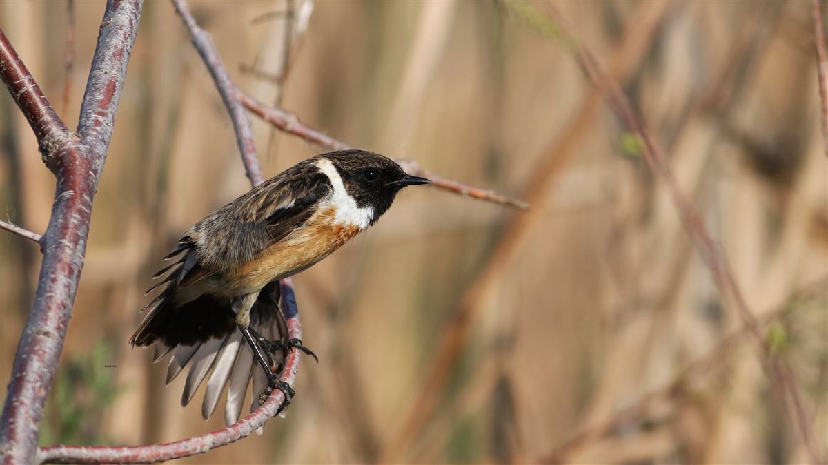 European Stonechat