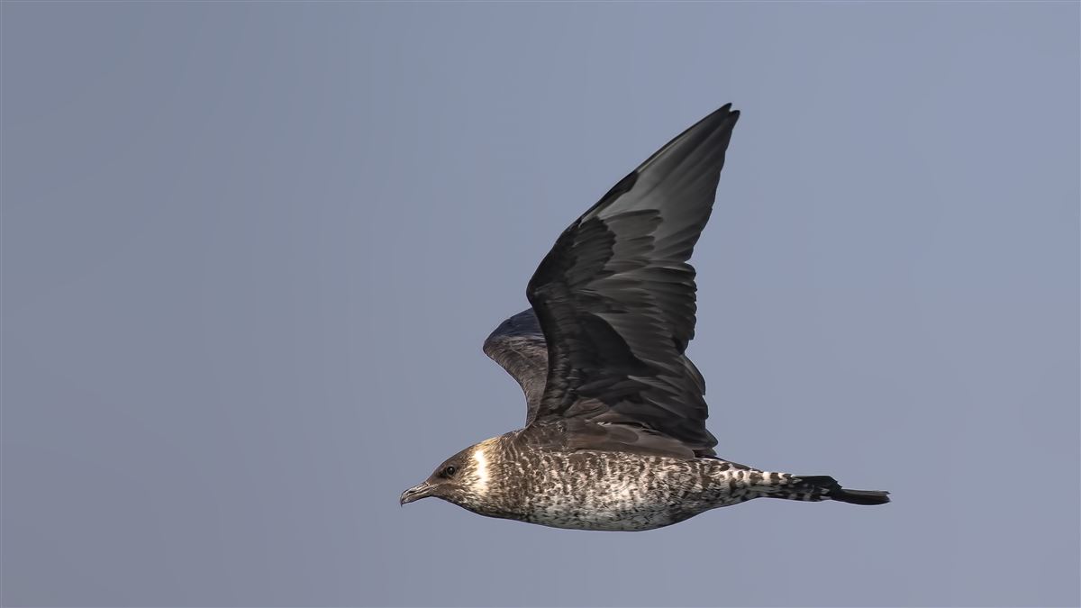 Parasitic Jaeger