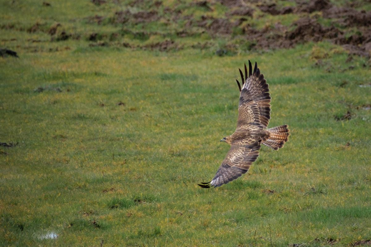 Common Buzzard