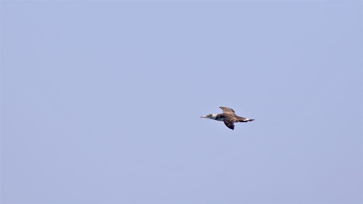 Northern Gannet
