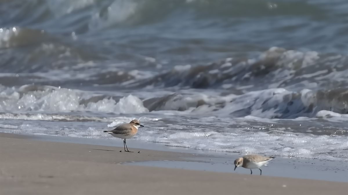 Greater Sand Plover