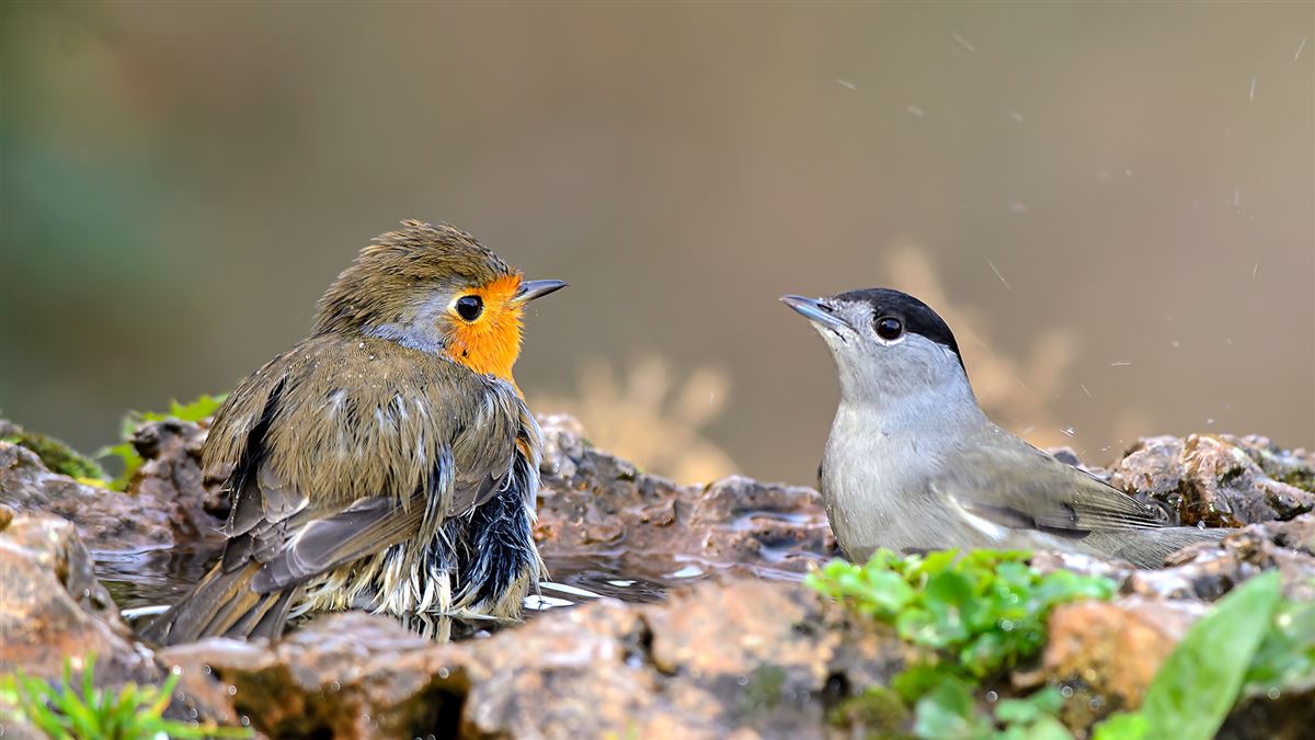 European Robin