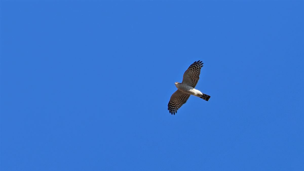 Eurasian Sparrowhawk