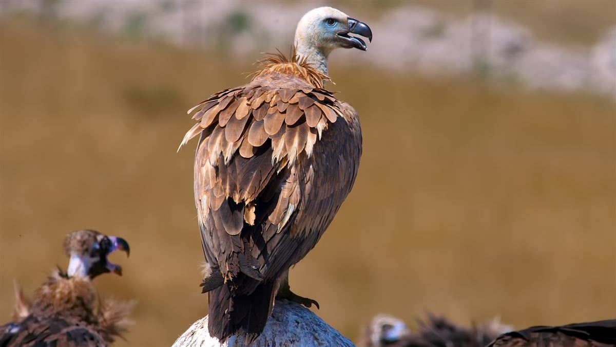 Griffon Vulture