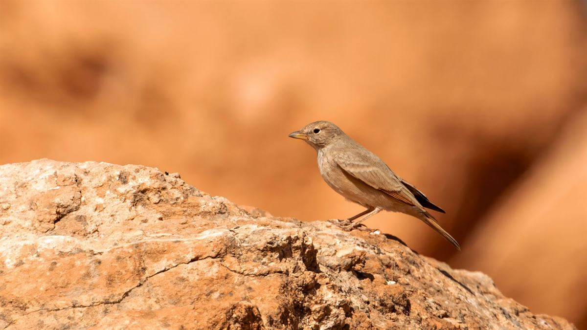 Desert Lark
