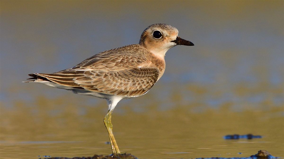 Greater Sand Plover