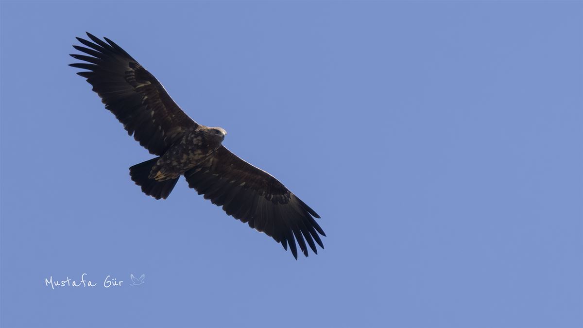 Greater Spotted Eagle