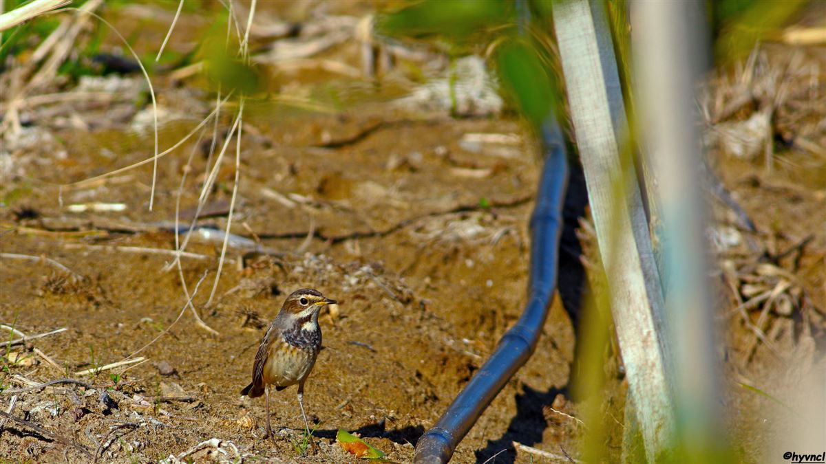 Bluethroat