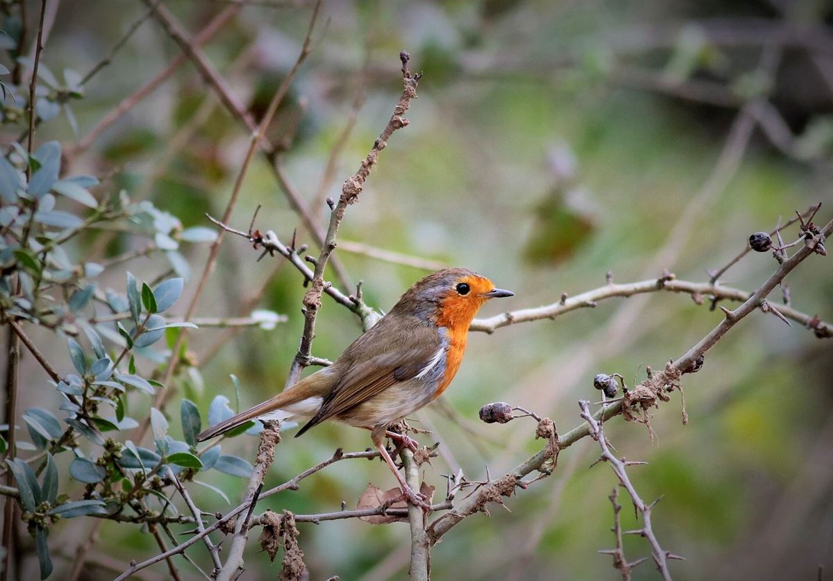 European Robin