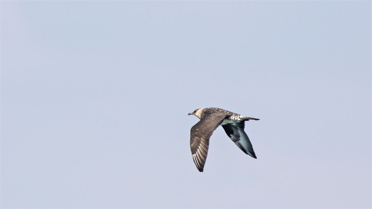 Pomarine Jaeger