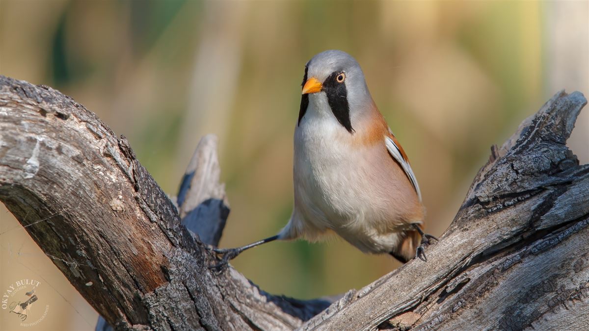 Bearded Reedling