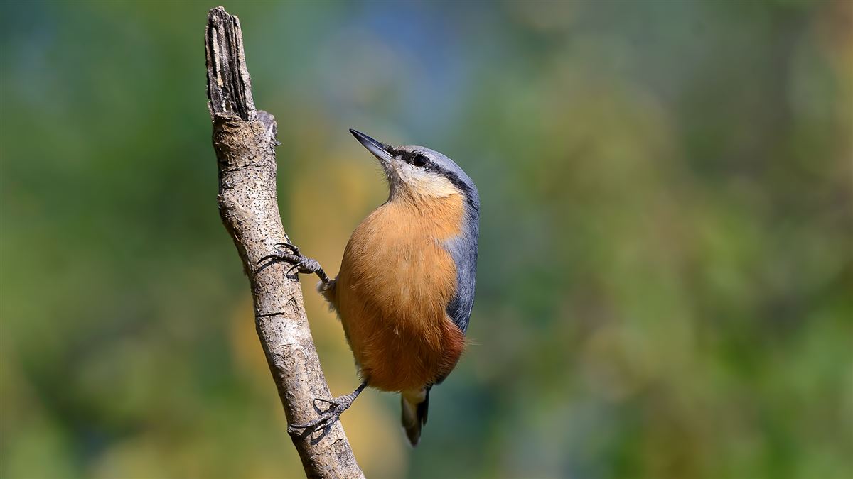 Eurasian Nuthatch