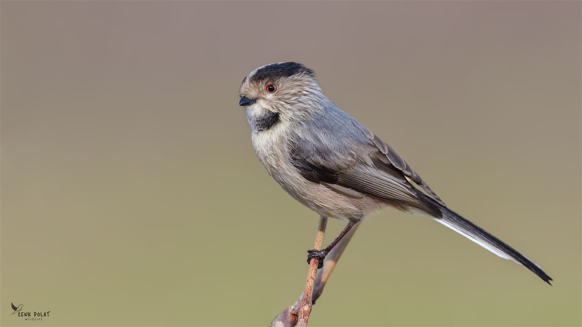 Long-tailed Tit