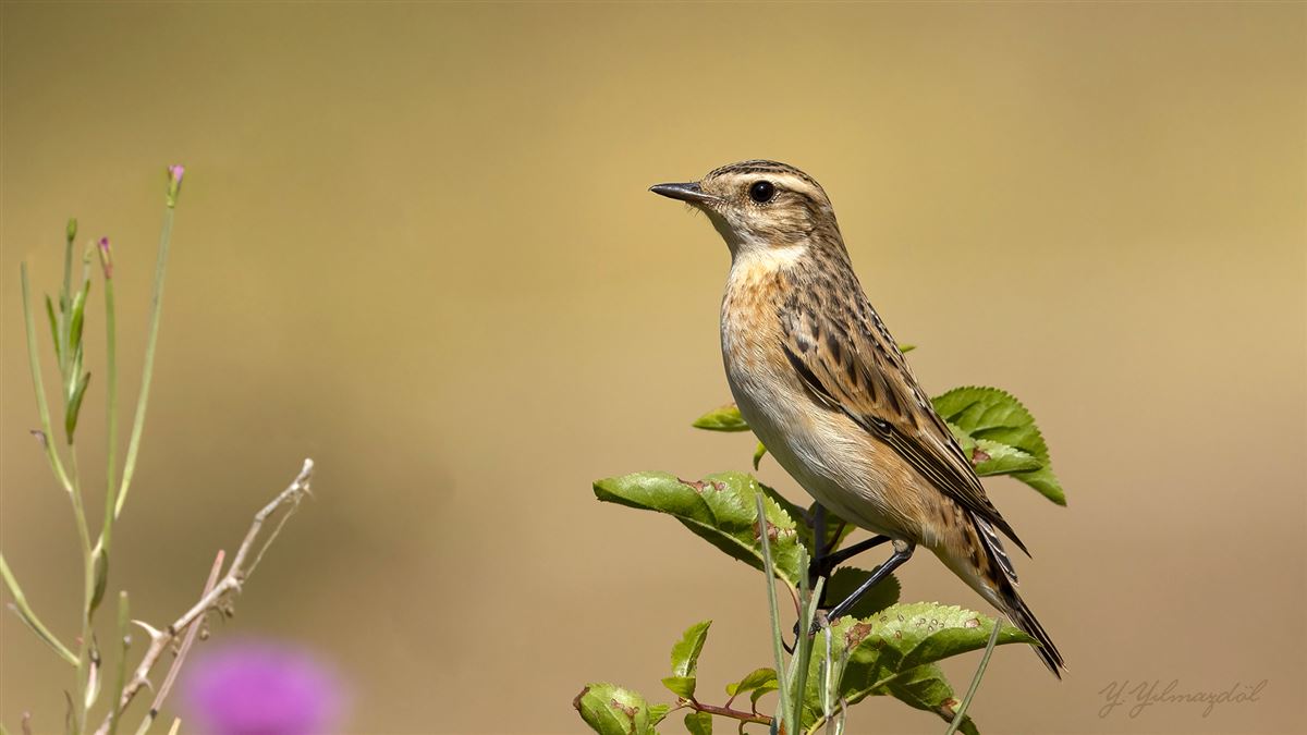 Whinchat
