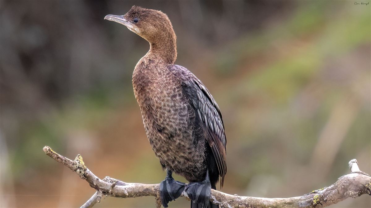 Pygmy Cormorant