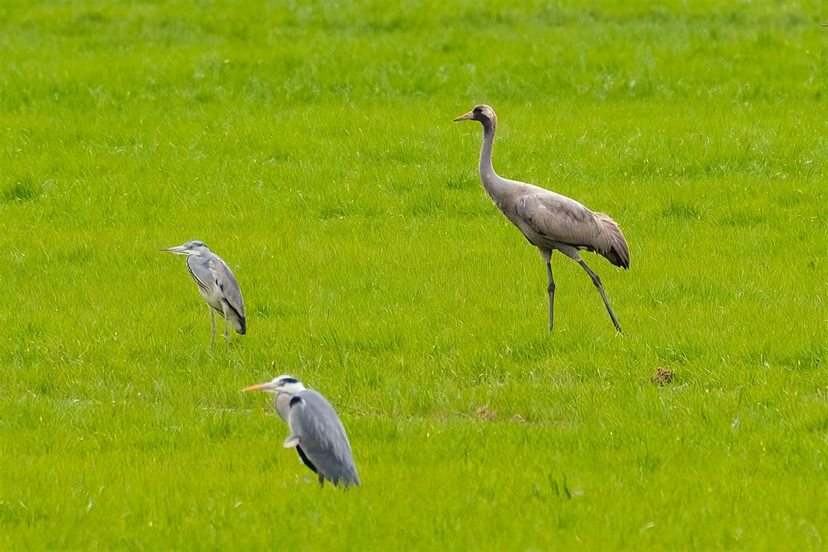 Common Crane