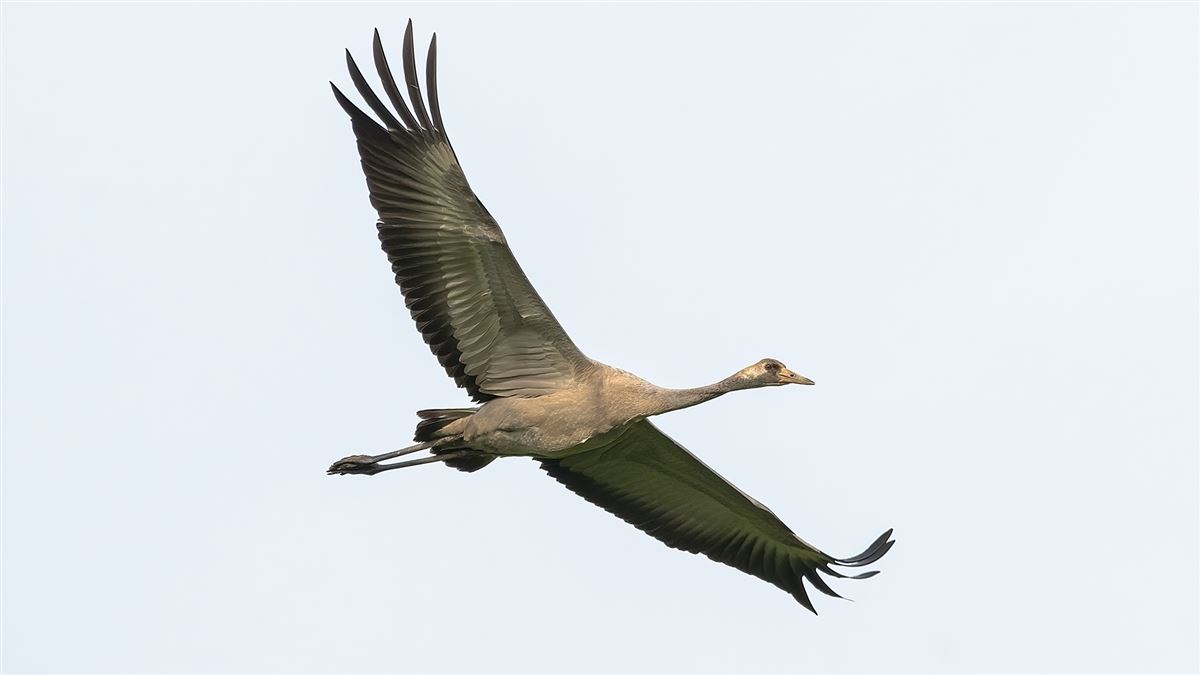 Common Crane