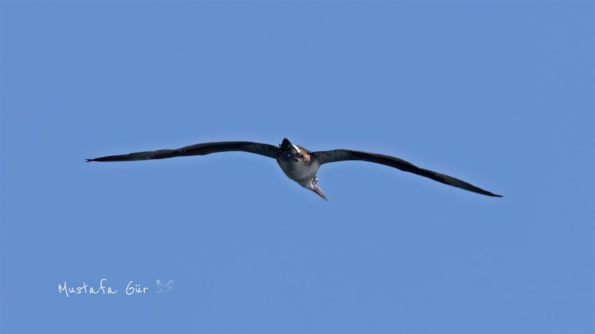 Northern Gannet