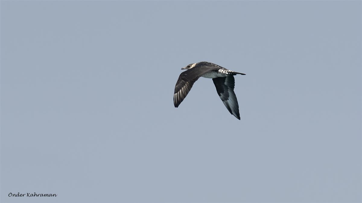 Pomarine Jaeger