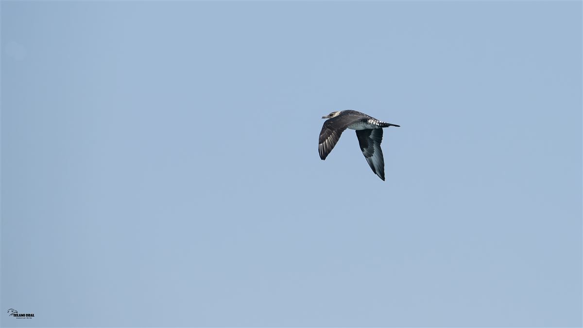 Pomarine Jaeger