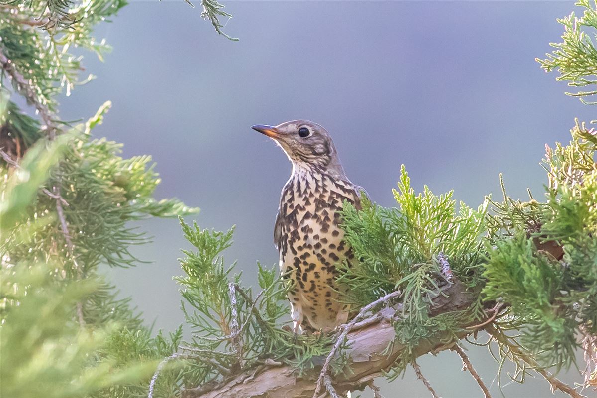 Mistle Thrush