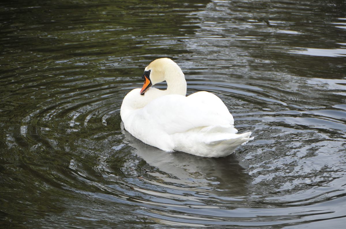 Mute Swan