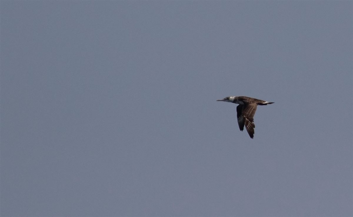 Northern Gannet