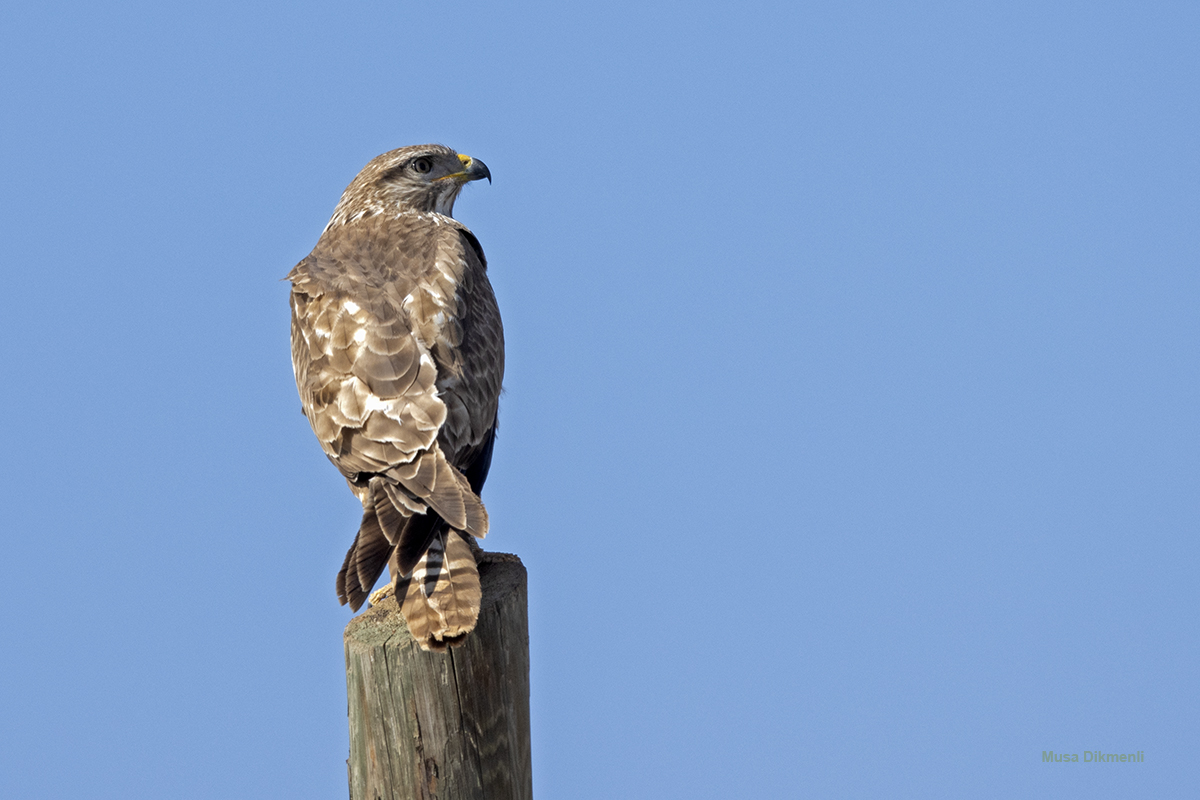 Common Buzzard