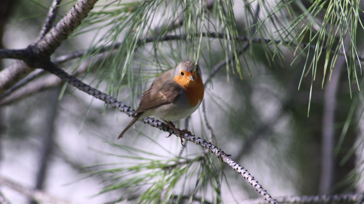 European Robin