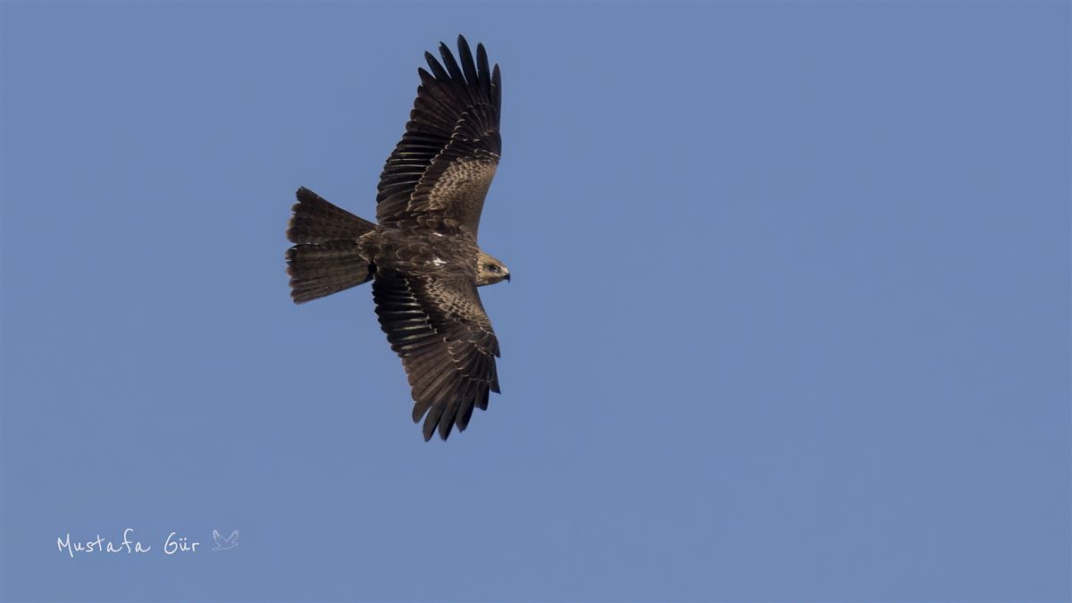 Black Kite