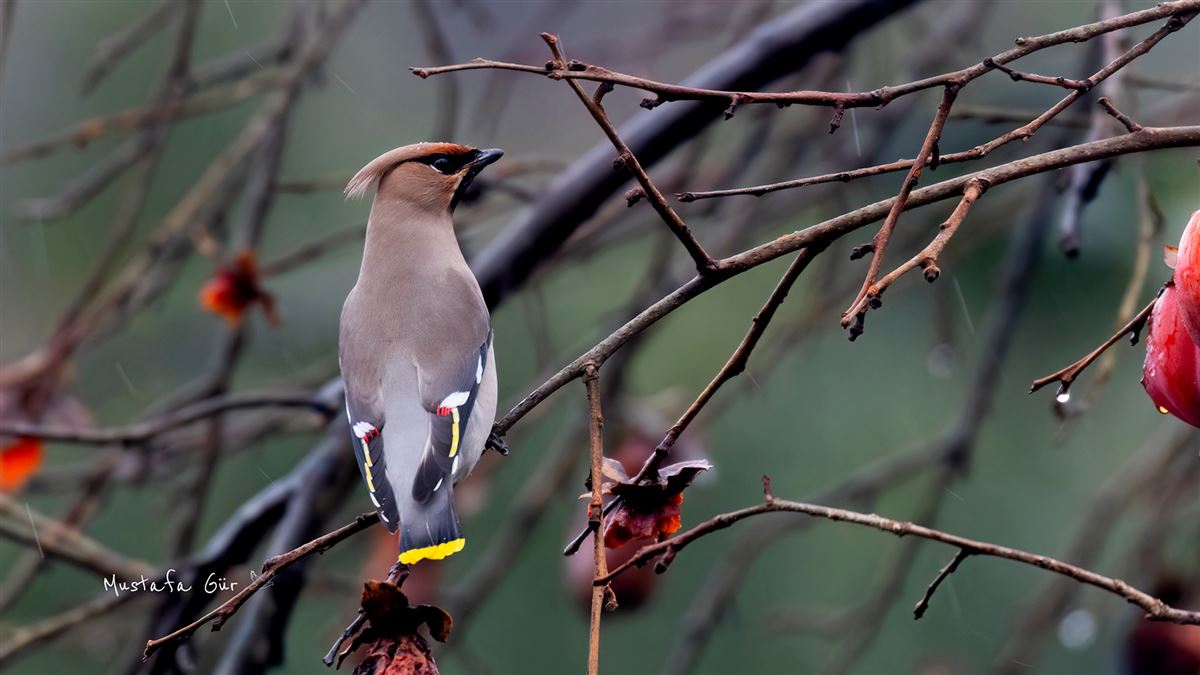 Bohemian Waxwing