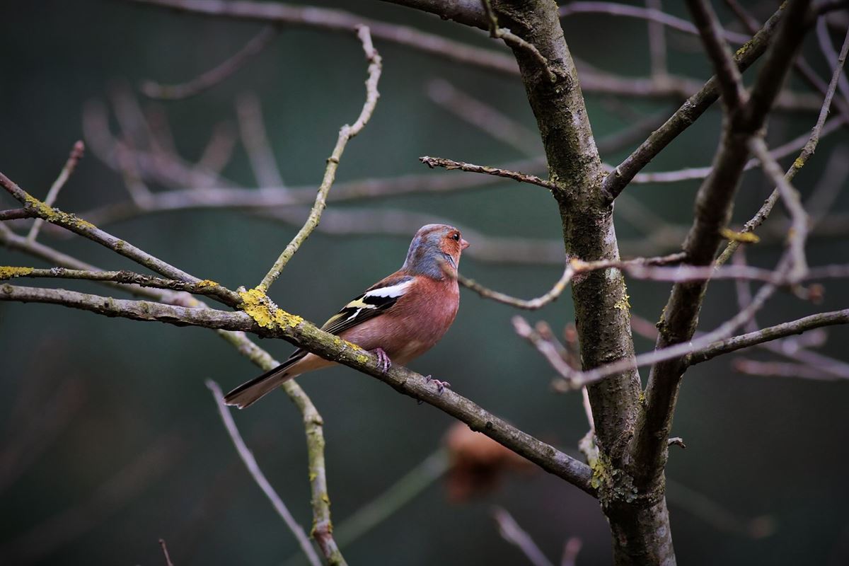 Eurasian Chaffinch