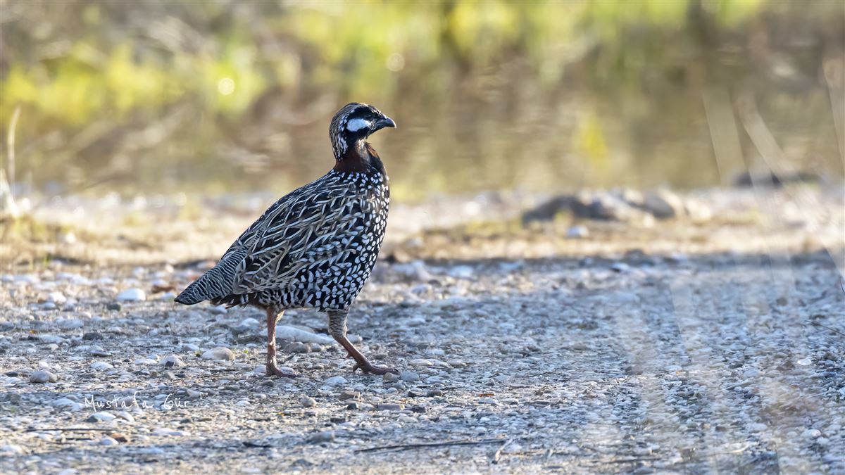 Black Francolin