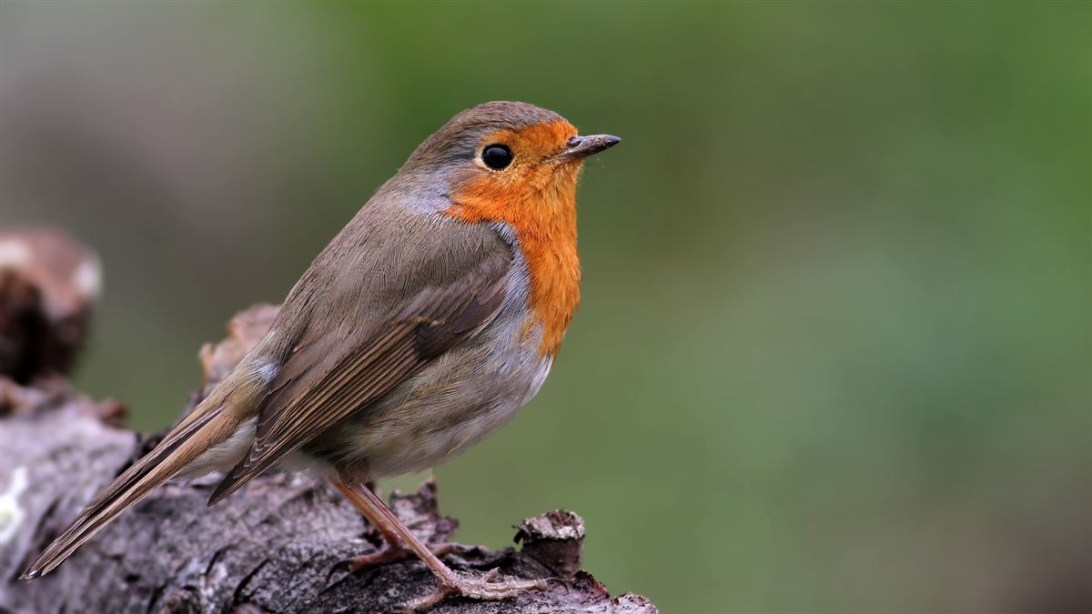 European Robin