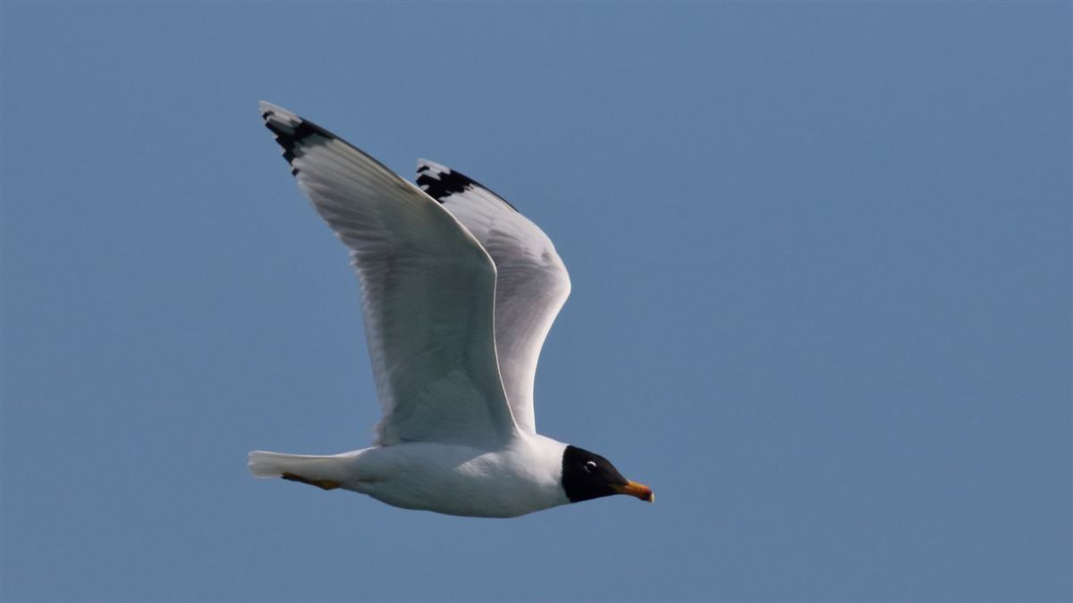 Pallas`s Gull