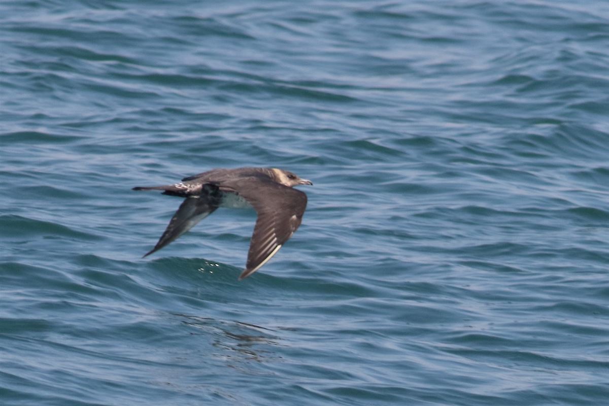 Pomarine Jaeger