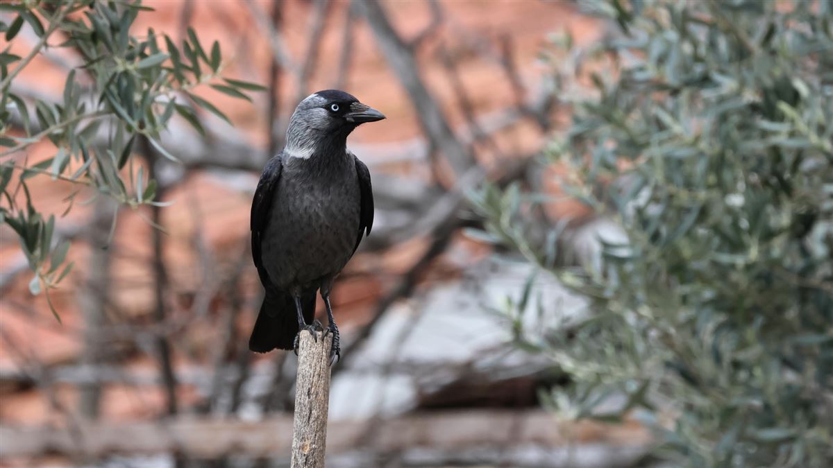 Western Jackdaw