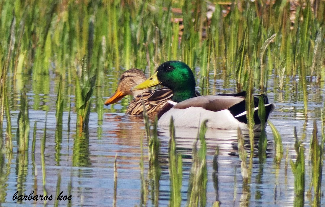 Mallard