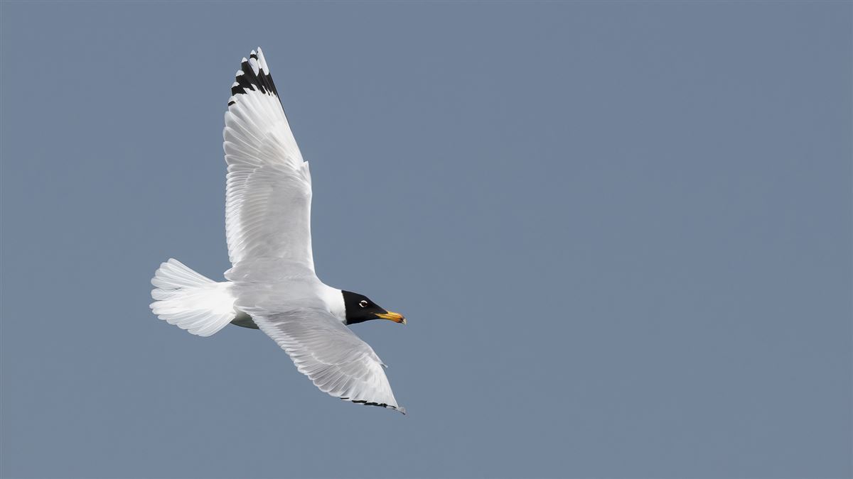 Pallas`s Gull