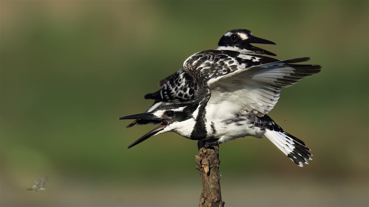 Pied Kingfisher
