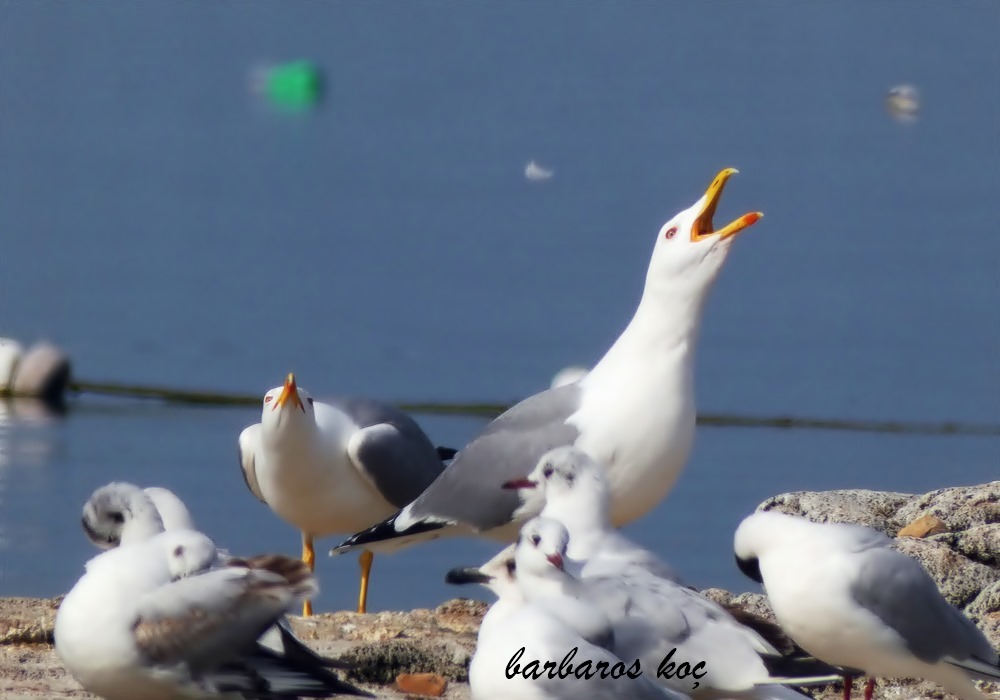 Yellow-legged Gull