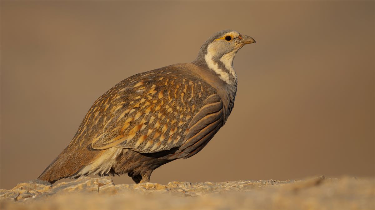 Caspian Snowcock
