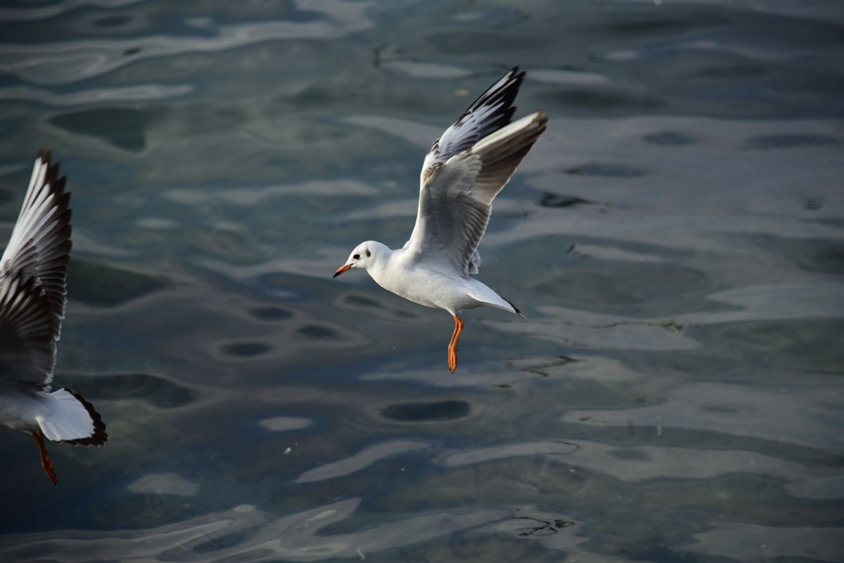 Black-headed Gull